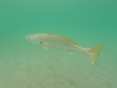 Atractoscion nobilis