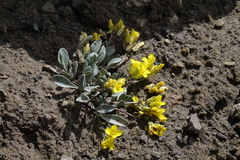 Physaria scrotiformis