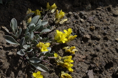 Physaria scrotiformis