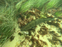 Atractoscion nobilis