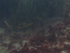 Atractoscion nobilis