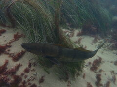 Atractoscion nobilis