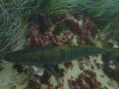 Atractoscion nobilis