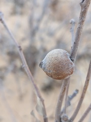 Disholcaspis erugomamma