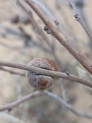 Disholcaspis erugomamma