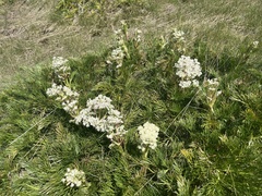 Aciphylla glacialis