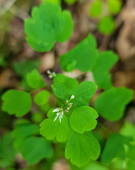 Thalictrum clavatum