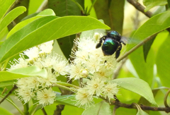 Xylocopa bombylans