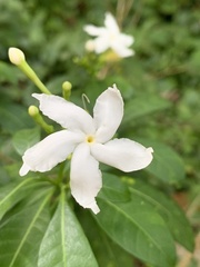 Tabernaemontana divaricata