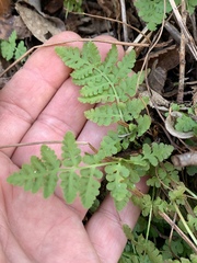 Botrypus virginianus