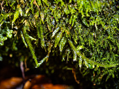 Entodon cladorrhizans