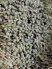 Ewartia nubigena