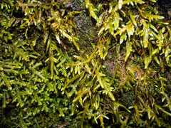 Entodon cladorrhizans