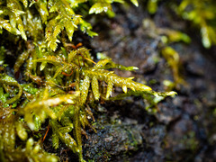 Entodon cladorrhizans