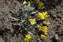 Physaria scrotiformis