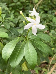 Tabernaemontana divaricata