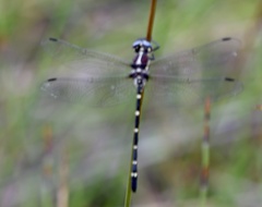Eusynthemis