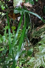 Ophiopogon