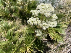 Aciphylla glacialis