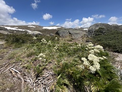 Aciphylla glacialis