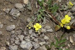 Physaria scrotiformis