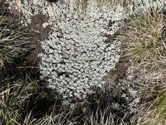 Ewartia nubigena