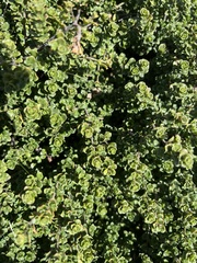 Prostanthera cuneata
