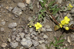 Physaria scrotiformis