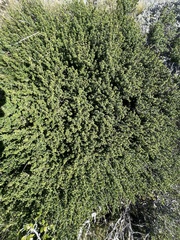Prostanthera cuneata