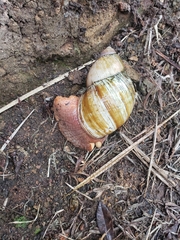 Megalobulimus popelairianus