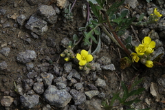 Physaria scrotiformis