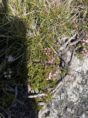 Pimelea alpina