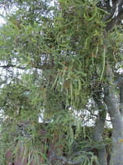 Sophora microphylla