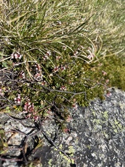 Pimelea alpina