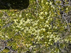 Stackhousia pulvinaris