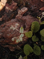 Hermannia transvaalensis