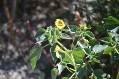 Physalis crassifolia