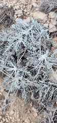 Hymenopappus filifolius