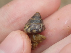 Bembicium auratum