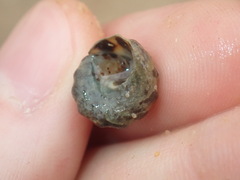 Bembicium auratum