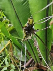 Tacca integrifolia