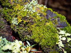 Dicranella heteromalla