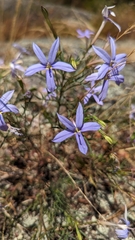 Lithotoma axillaris