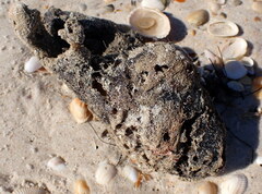Aplidium stellatum