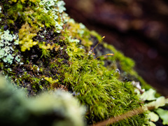 Dicranella heteromalla