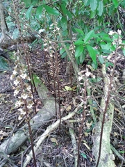 Gastrodia cunninghamii