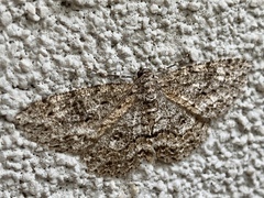 Ectropis fractaria