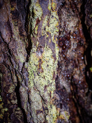 Chaenotheca ferruginea