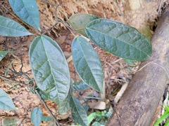 Ficus sarmentosa nipponica