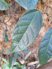 Ficus sarmentosa nipponica